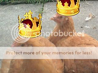 royalchickens.jpg