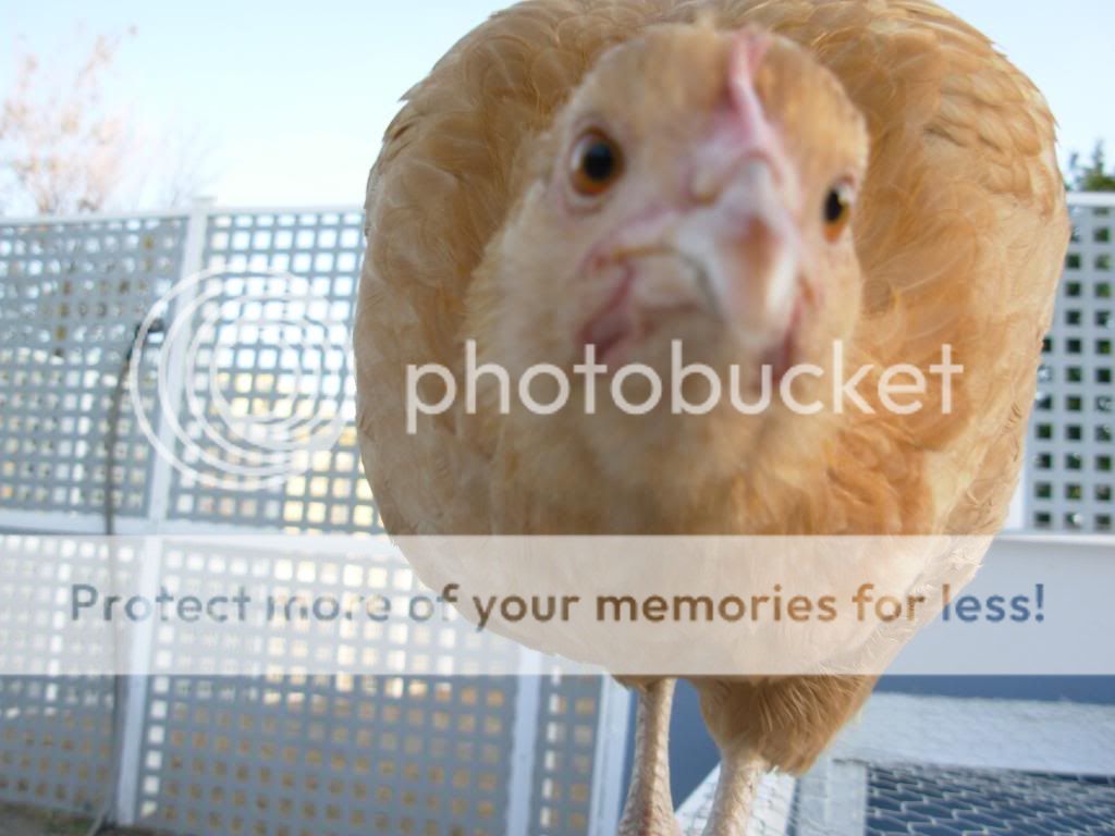 chickens018.jpg