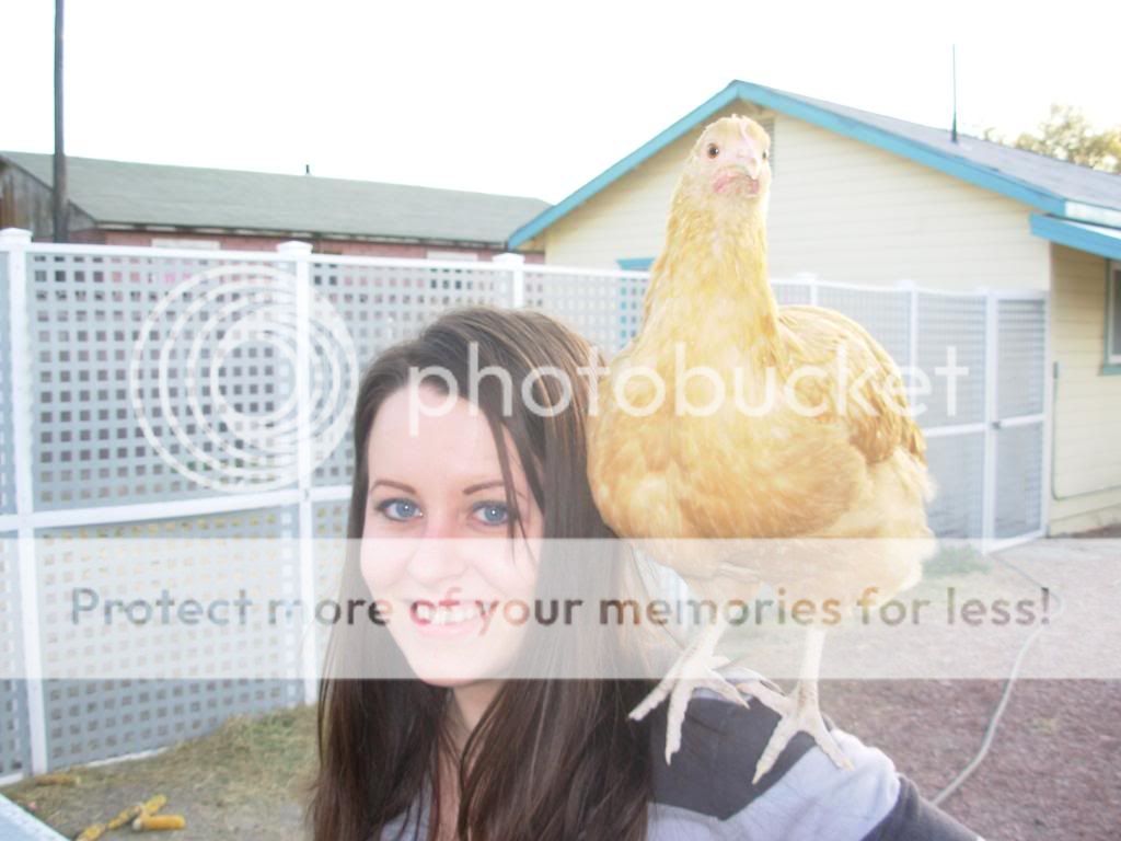 chickens022.jpg