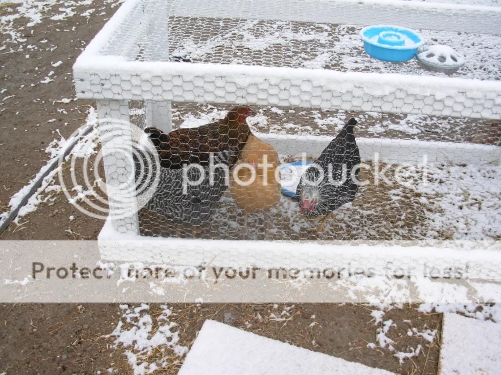 chickens039.jpg