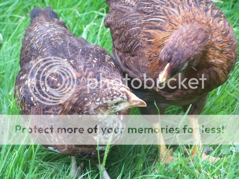 june12outwithchickens045.jpg
