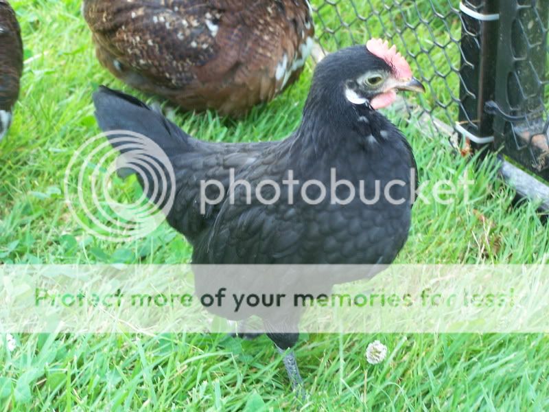 june12outwithchickens061.jpg