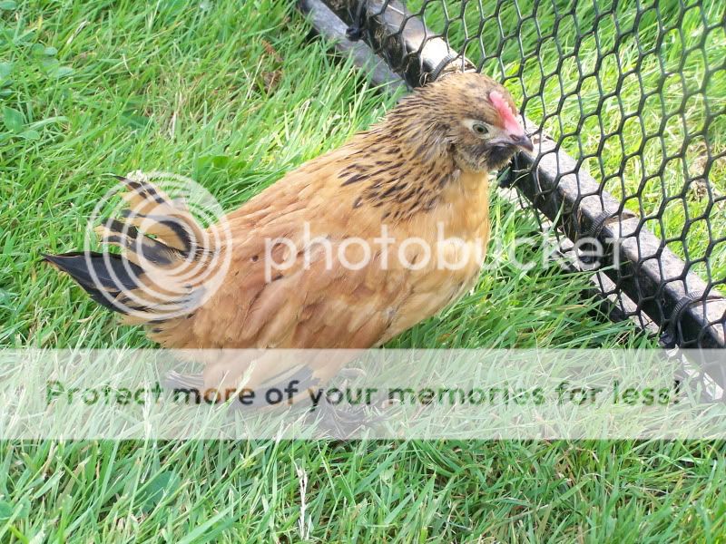 june12outwithchickens067.jpg
