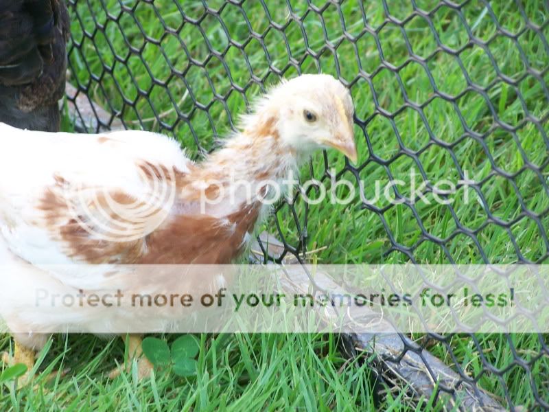 june12outwithchickens077.jpg