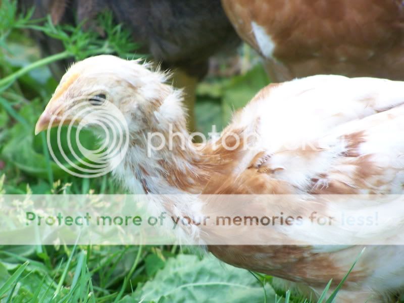june12outwithchickens090.jpg