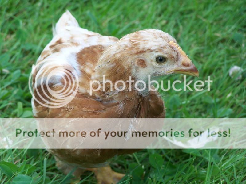 june12outwithchickens130.jpg
