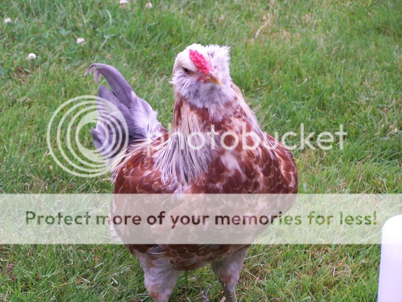 june12outwithchickens225.jpg