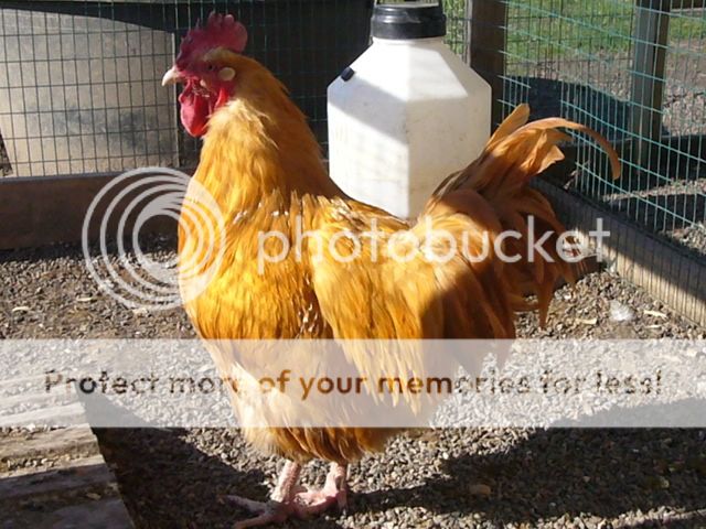 Chickens004.jpg