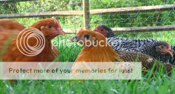 chickens-resting-in-the-grass.jpg