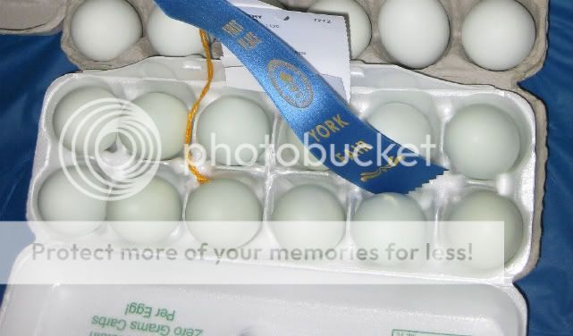 Blue_Eggs.jpg