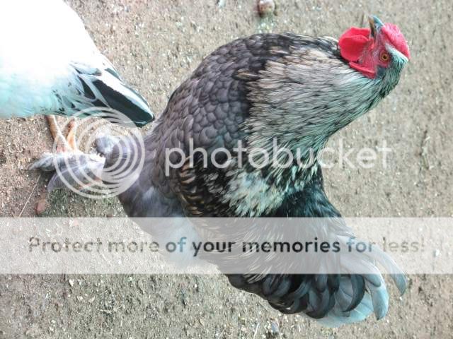 ChickensNovember026.jpg
