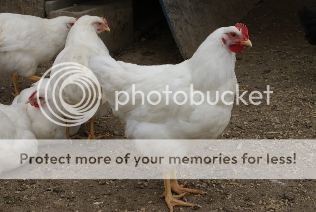 chickens024.jpg