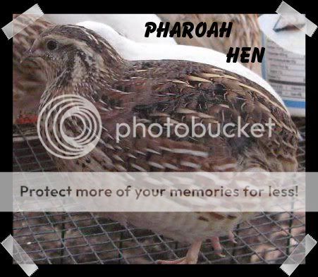 PharoahBrownHen.jpg