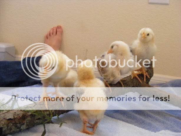 Chicks100709008.jpg