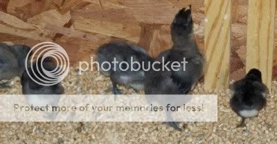 Chicks907-07-10.jpg