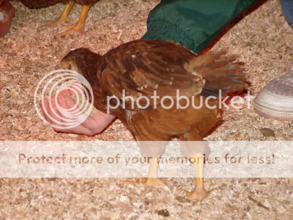 chickens079-1.jpg