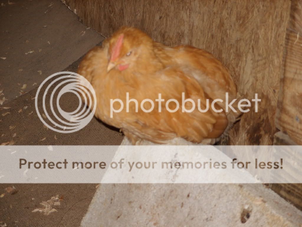 chickens164.jpg