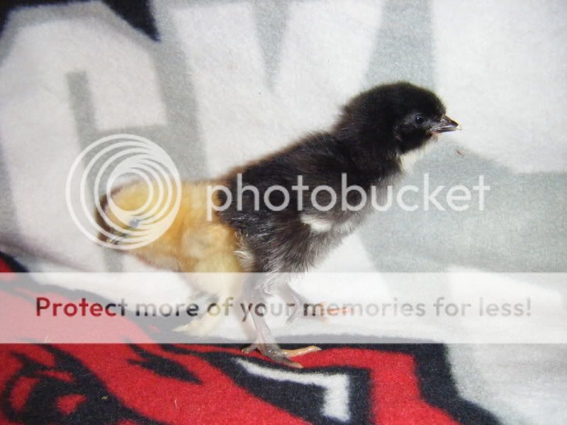 BabyChicks2003.jpg