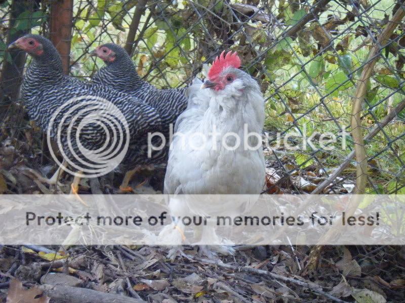 Chickenpics005.jpg