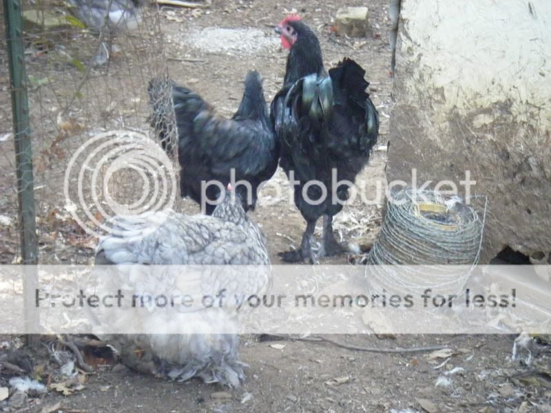 Chickenpics007.jpg