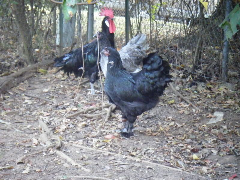 Chickenpics013.jpg