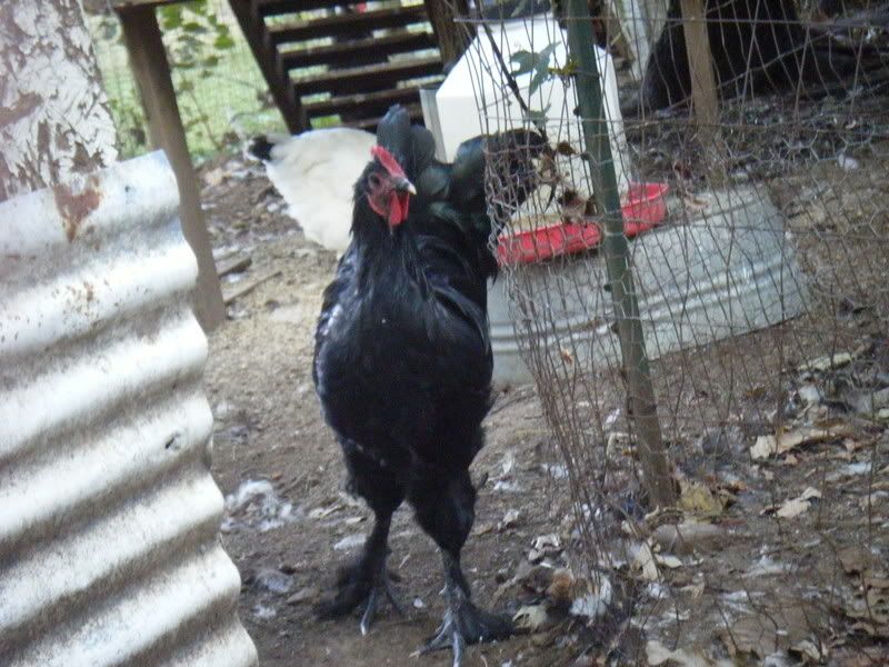 Chickenpics018.jpg