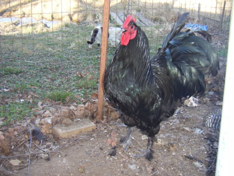 Chickens2007.jpg