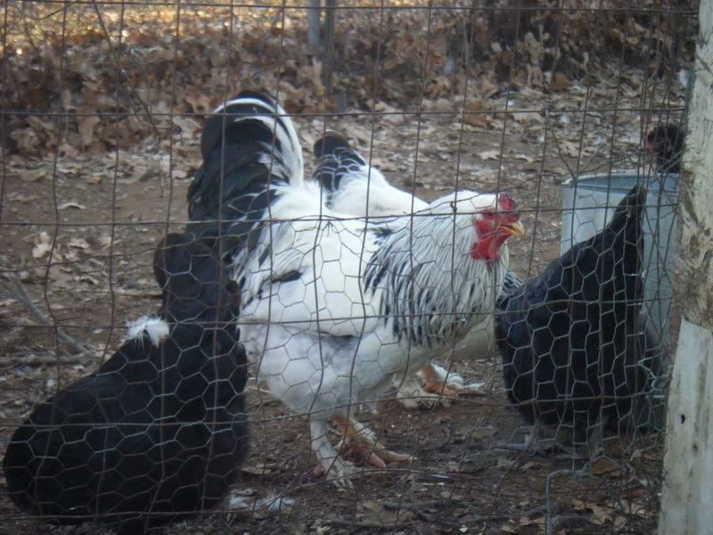 Chickens279.jpg