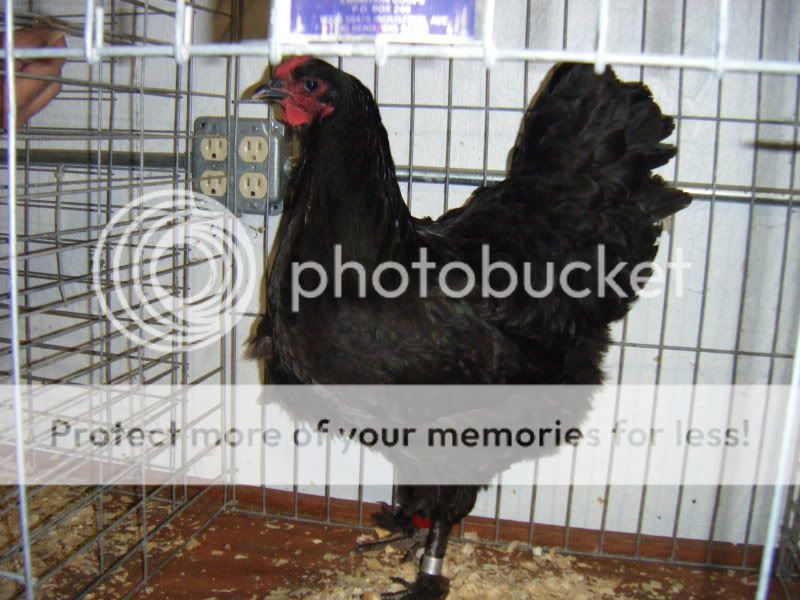 PoultryShows002.jpg