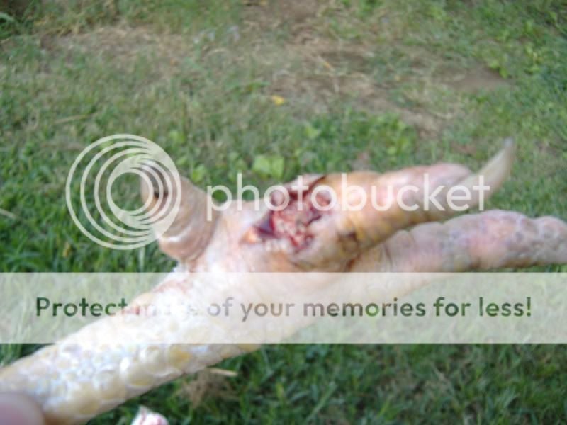 PoultryShows034.jpg