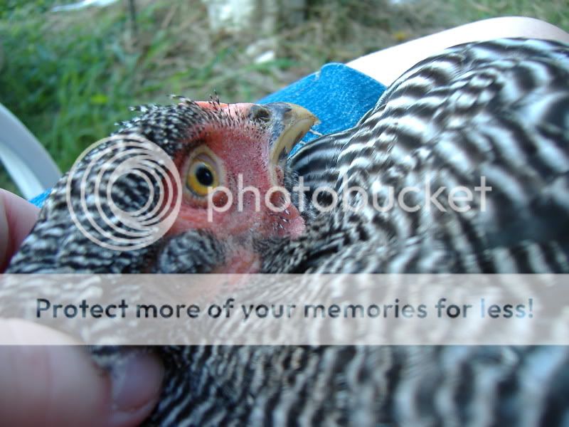 PoultryShows038.jpg