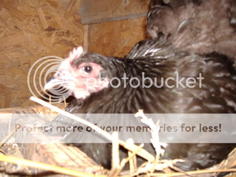 PoultryShows049.jpg