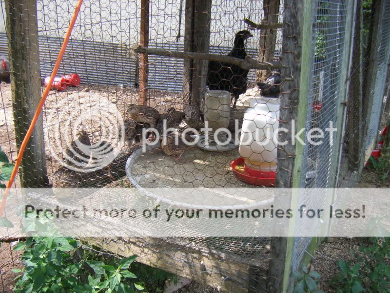 PoultryShows061.jpg