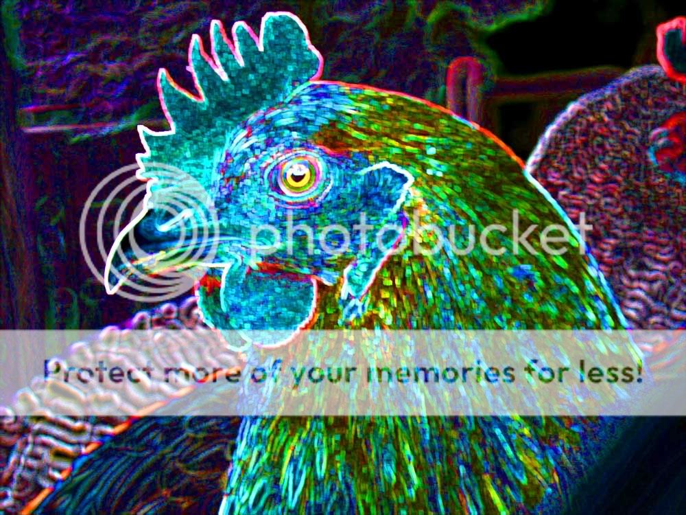 Neon-Chicken.jpg