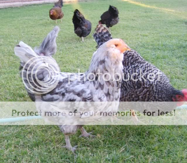 Chickens-adults010.jpg