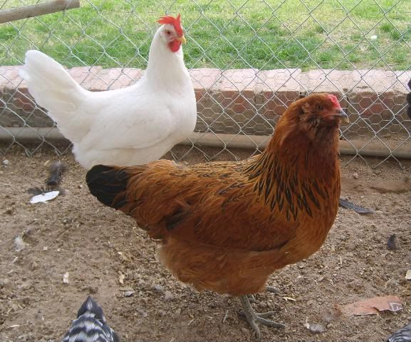 gardenchickens004-3.jpg