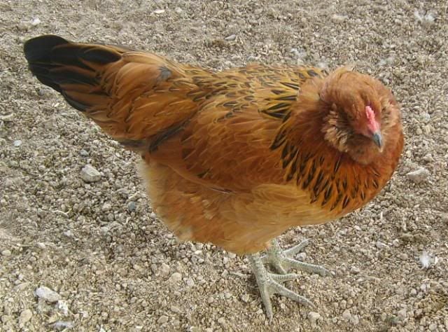 gardenchickens005.jpg