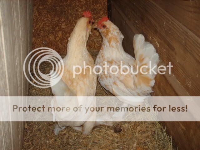 Chickens_044.jpg