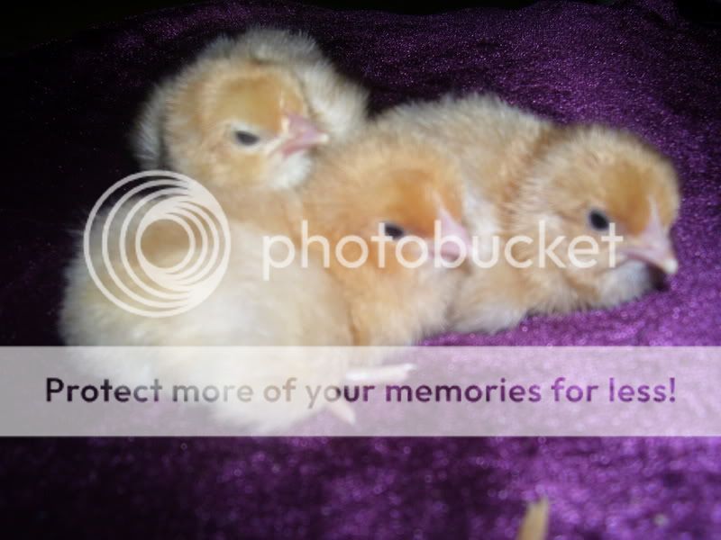 Chicks013.jpg