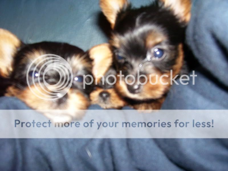 Puppies020.jpg