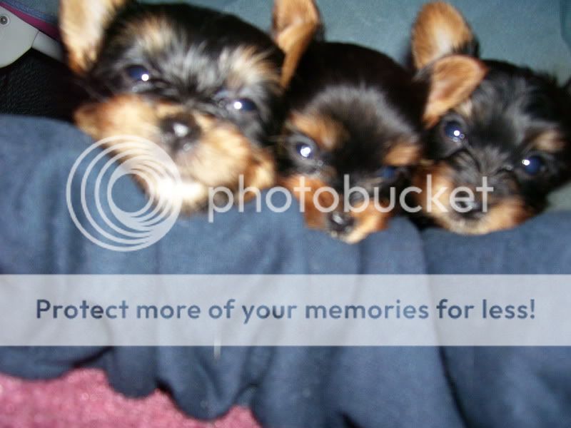 Puppies022.jpg