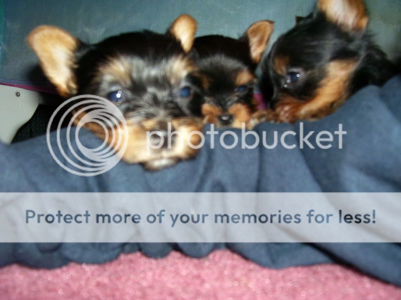 Puppies023.jpg