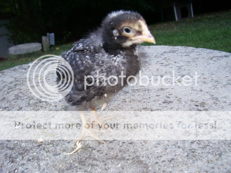 chicks002-1.jpg