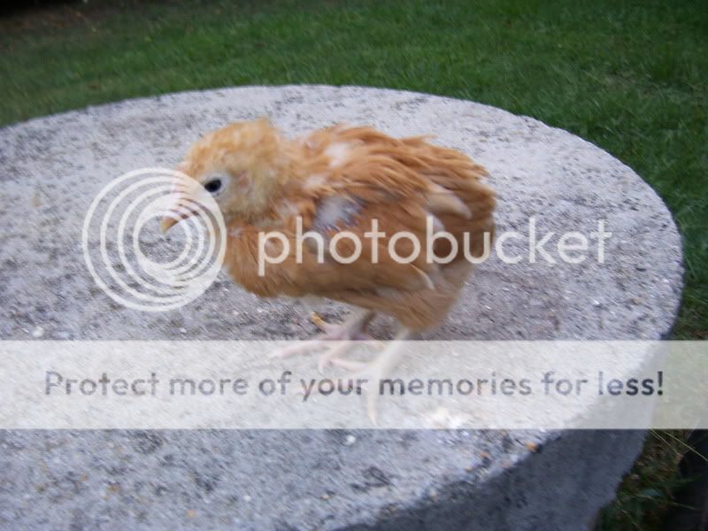 chicks005-1.jpg