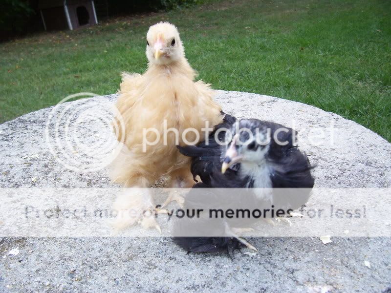 chicks010-2.jpg