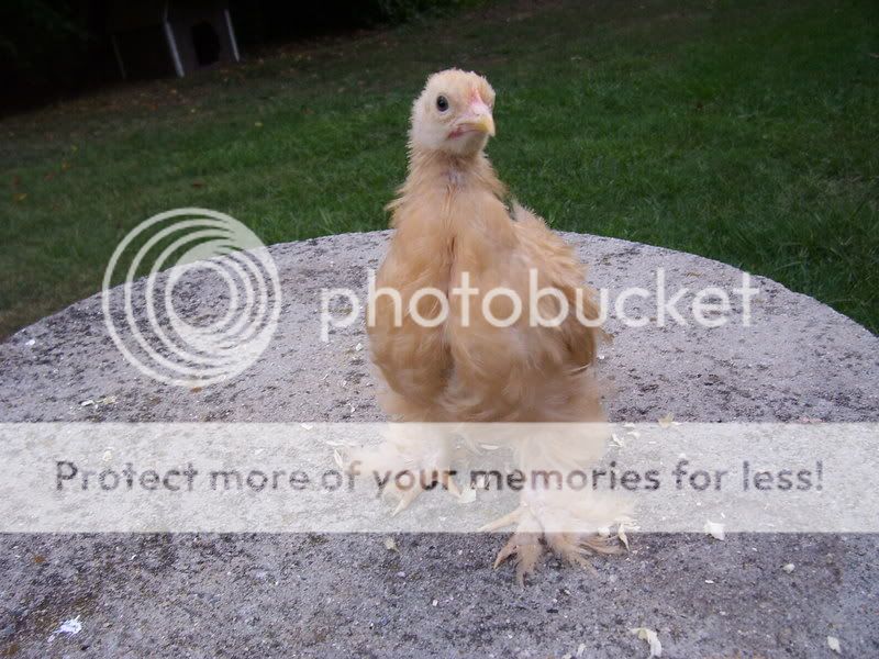 chicks011-1.jpg