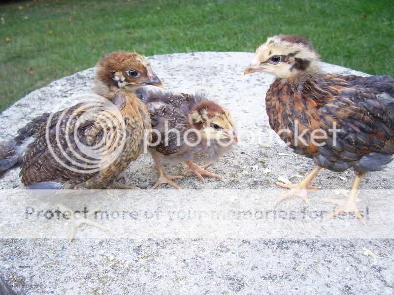 chicks013-2.jpg