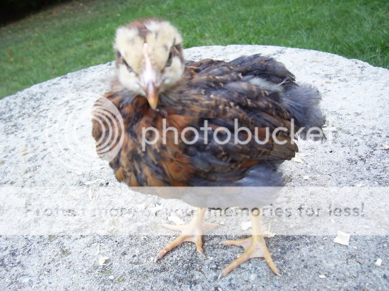 chicks014-2.jpg