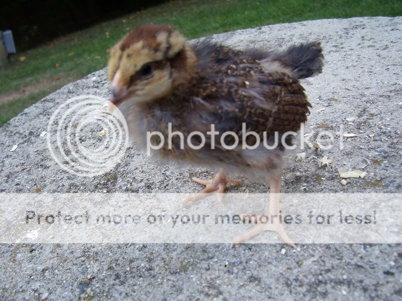 chicks016-2.jpg