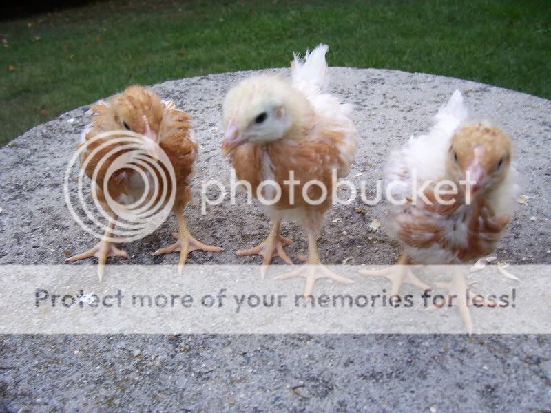 chicks018-2.jpg